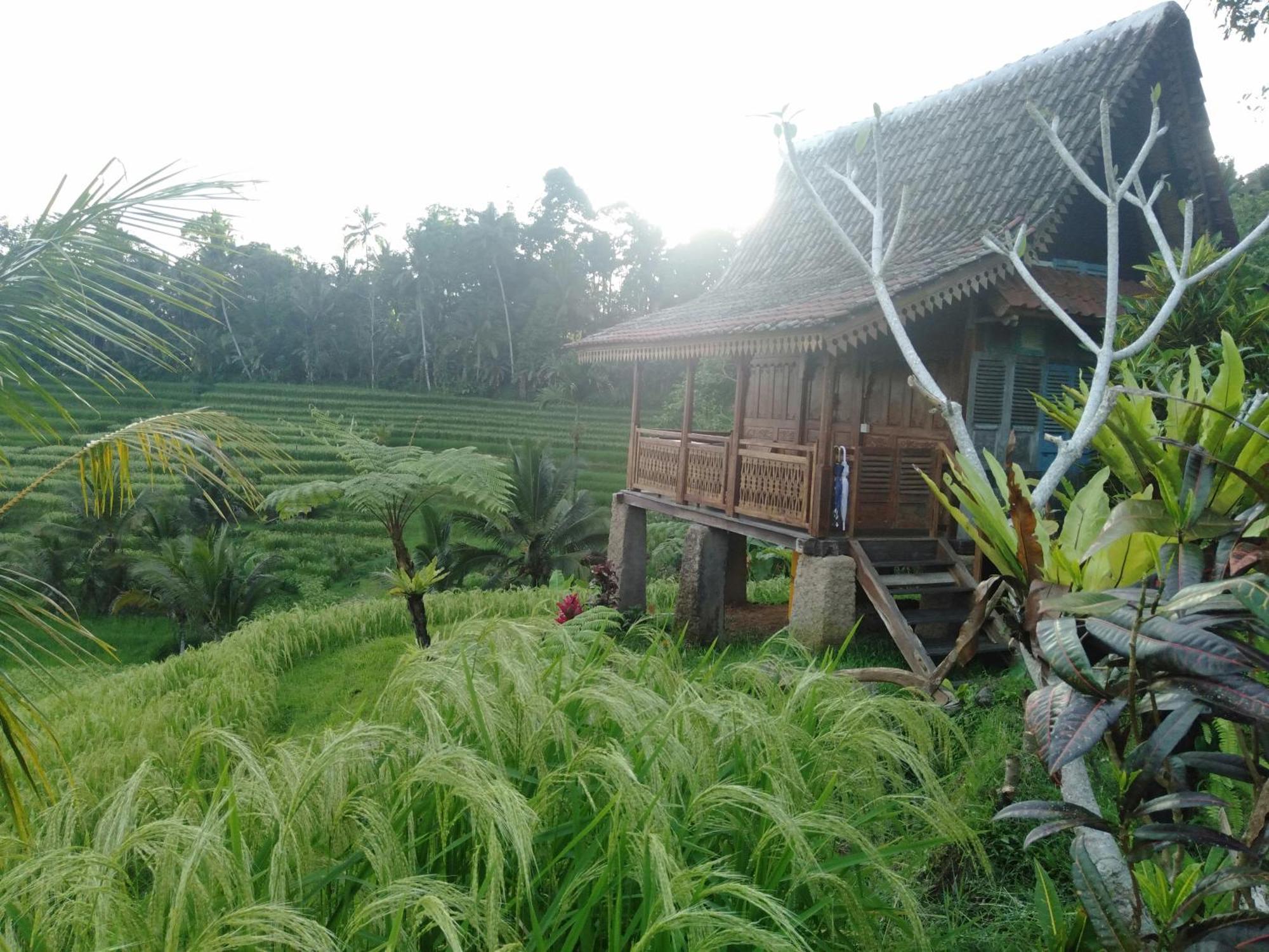 D'Ume Bendoel Homestay Jatiluwih Ngoại thất bức ảnh