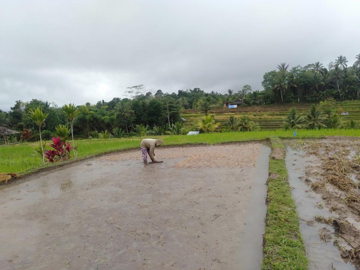 D'Ume Bendoel Homestay Jatiluwih Ngoại thất bức ảnh