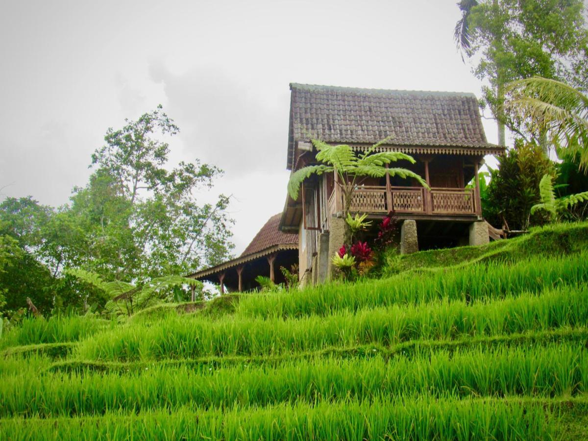 D'Ume Bendoel Homestay Jatiluwih Ngoại thất bức ảnh