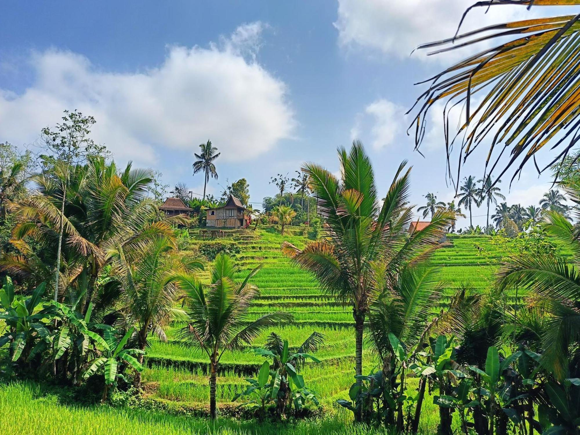 D'Ume Bendoel Homestay Jatiluwih Ngoại thất bức ảnh