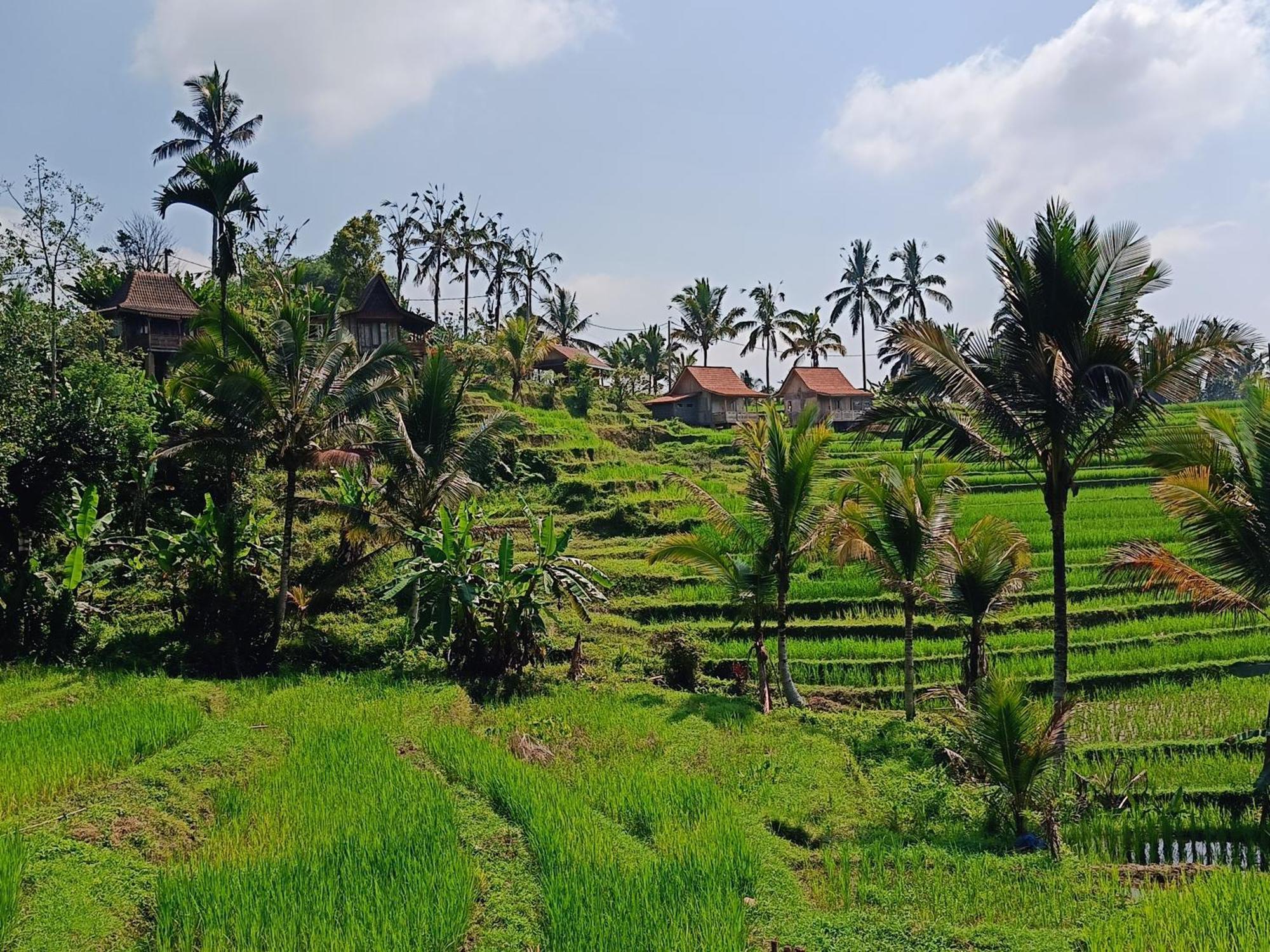 D'Ume Bendoel Homestay Jatiluwih Ngoại thất bức ảnh