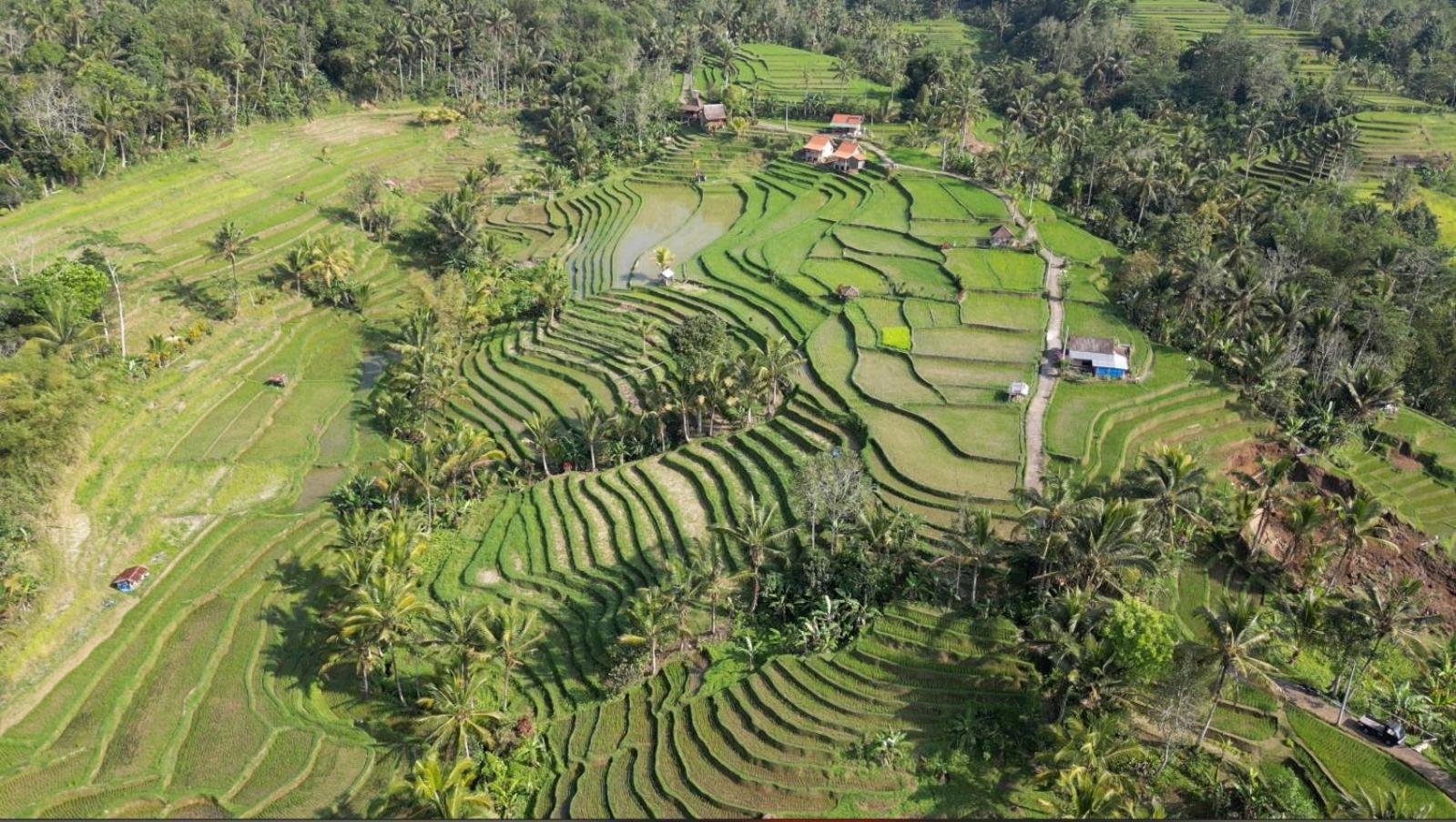 D'Ume Bendoel Homestay Jatiluwih Ngoại thất bức ảnh