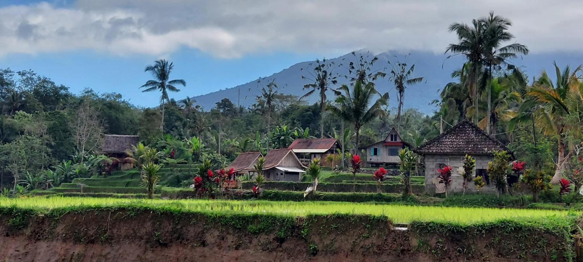 D'Ume Bendoel Homestay Jatiluwih Ngoại thất bức ảnh
