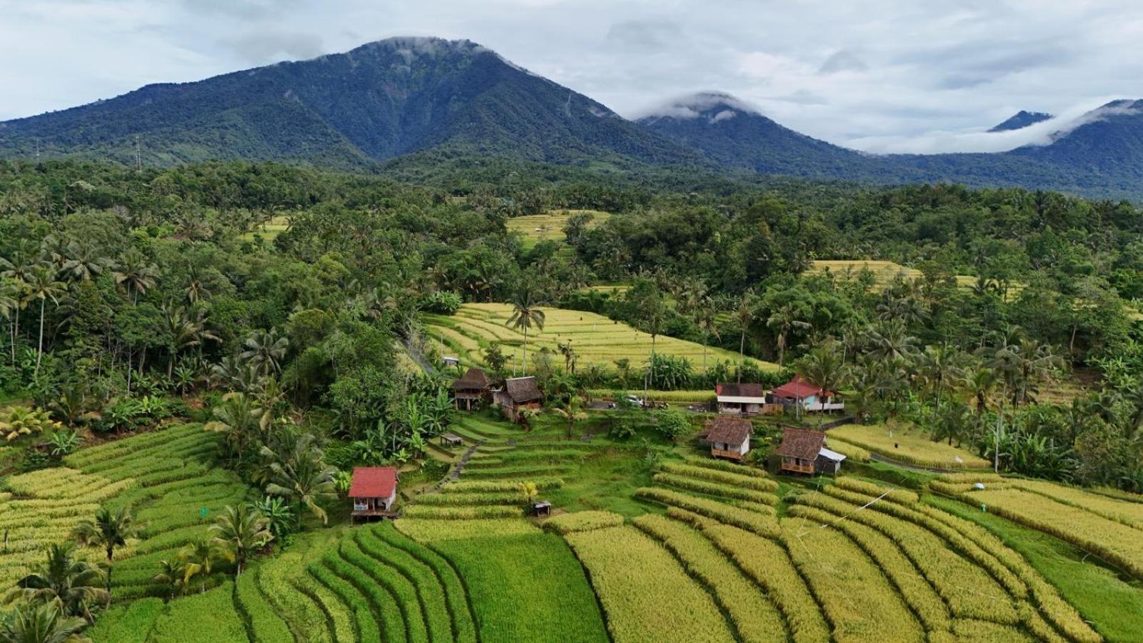 D'Ume Bendoel Homestay Jatiluwih Ngoại thất bức ảnh